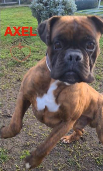 Axel Boxer Puro Di 5 Anni In Adozione